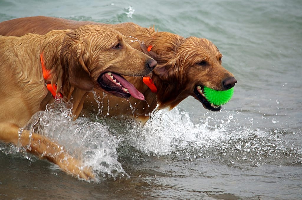se permiten perros en la playa