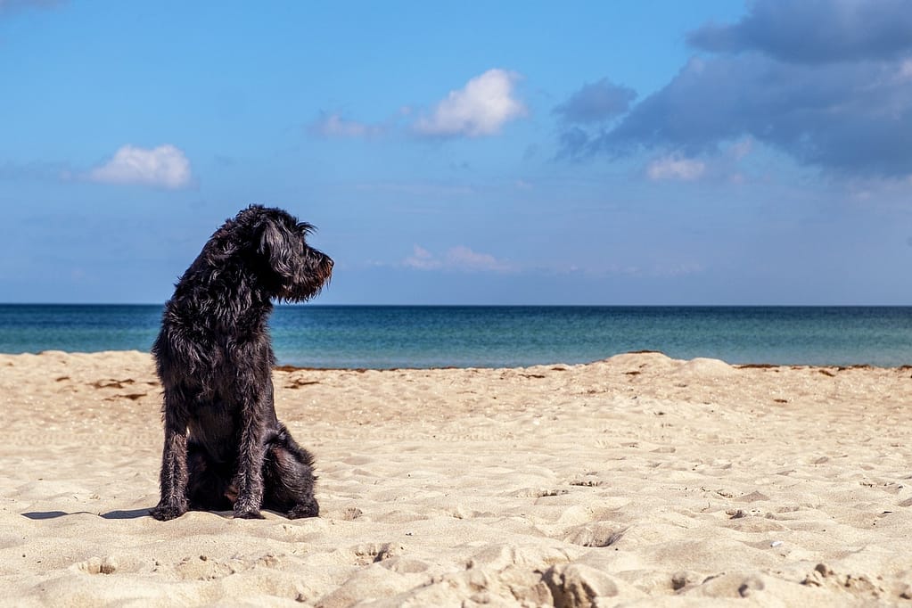 perro en la playa Perro en la playa