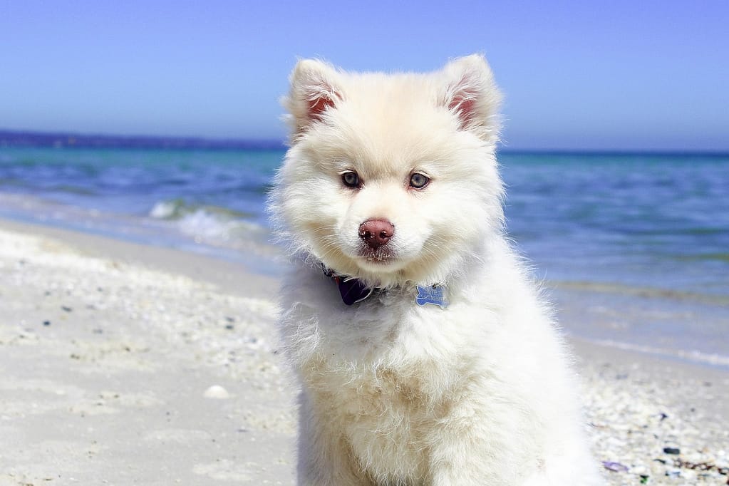 playas para perros cerca de mi