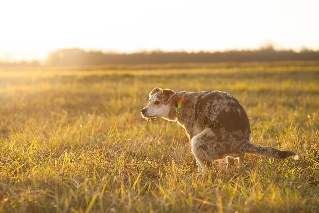 ¿Qué Puedo hacer si mi Perro se Mea en Casa? 1 mi perro se mea en casa