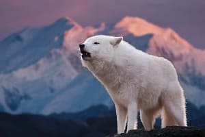 Descubre por qué Aúllan los Perros y cómo Interpretar su Lenguaje 18 Descubre por qué Aúllan los Perros y cómo Interpretar su Lenguaje