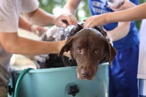 Guía Completa para el Baño de Perros: Frecuencia, Productos y Consejos 9 Guía Completa para el Baño de Perros: Frecuencia, Productos y Consejos