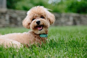 Caniche Toy: ¿Qué lo hace tan Popular como Mascota? 14 Caniche Toy: ¿Qué lo hace tan Popular como Mascota?