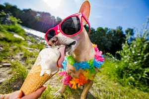¡Refresca a tu Peludo! Helados Caseros para Perros en Días Calurosos