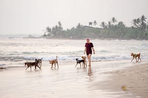 Precauciones y Cuidados para un Día con tu Perro en la Playa