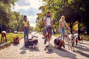 Paseo de Perros en la ciudad: Consejos para una Experiencia Segura y Divertida