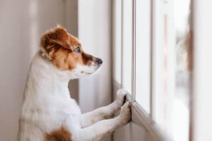 Apartamentos con Perros: Cómo Criar Mascotas Felices