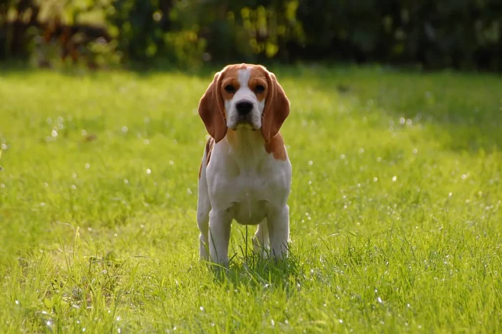 beagle por qué aúllan los perros,Por qué mi perro aúlla,que significa cuando un perro aúlla,porque un perro aúlla