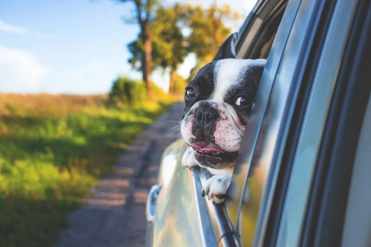 Mi perro se marea en el coche: ¿Cómo solucionarlo y disfrutar del viaje?