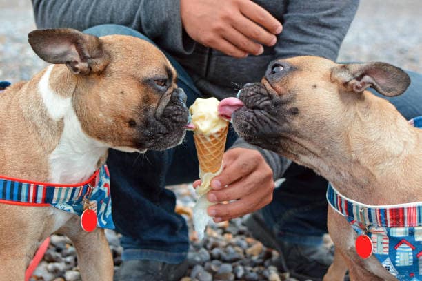 helado para perro casero 1 Helados Caseros para Perros