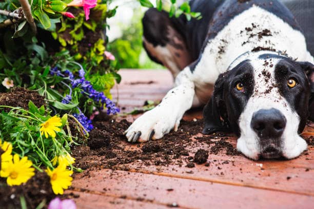 plantas venenosas para perros plantas tóxicas para perros